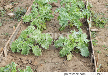 Green kale growing in vegetable bed. Green kale growing in vegetable bed. 136239718