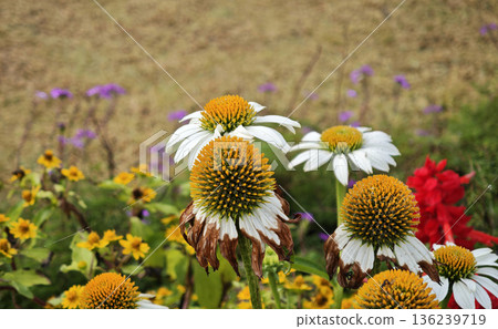 Echinacea atrorubens flower in the garden Echinacea atrorubens flower in the garden 136239719