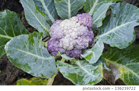 Purple cauliflower in the garden. Purple cauliflower in the garden. 136239722