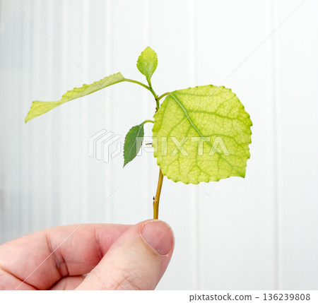 Hand holding a poplar branch. Hand holding a poplar branch. 136239808