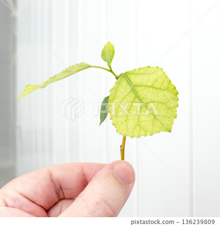 Hand holding a poplar branch. Hand holding a poplar branch. 136239809