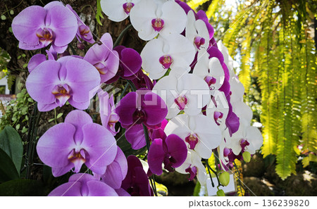 Beautiful Phalaenopsis Orchid flower blooming in garden floral 136239820