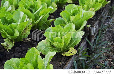 Organic mini cos lettuce in the garden bed 136239822