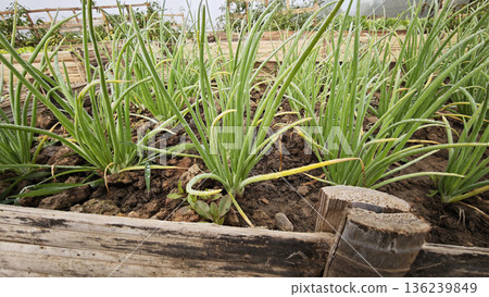 Spring onion growing in the garden bed Spring onion growing in the garden bed 136239849
