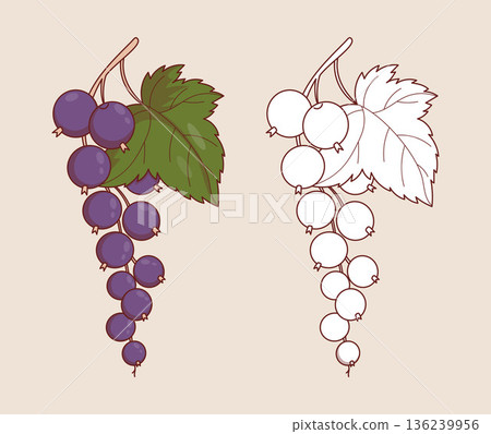 Blackcurrant Branch with Leaf. Color and Line Art Outline hand-drawn Set. Isolated Botanical purple Berry. Coloring Page. Vector Illustration Blackcurrant Branch with Leaf. Color and Line Art Outline hand-drawn Set. Isolated Botanical purple Berry. Coloring Page. Vector Illustration 136239956