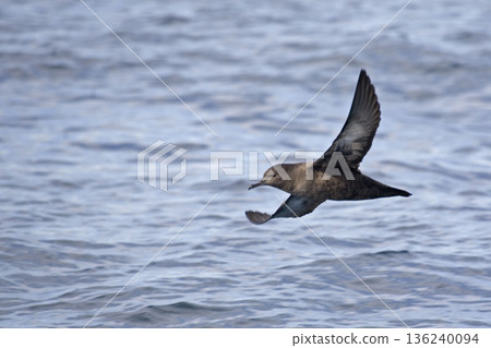 Sooty Shearwater, Puffinus griseus gliding over waves 136240094