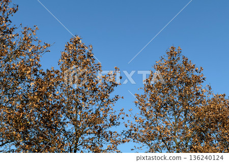 Overhead view of two deciduous trees showcasing dry brown autumn leaves against a vibrant clear blue sky, symbolizing the peaceful transition of seasons in nature Overhead view of two deciduous trees showcasing dry brown autumn leaves against a vibrant clear blue sky, symbolizing the peaceful transition of seasons in nature 136240124