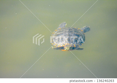 Turtle swimming leisurely in a pond Turtle swimming leisurely in a pond 136240263