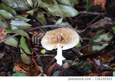 White mushroom White mushroom 136240301