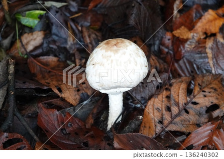 Mushrooms growing in the autumn forest Mushrooms growing in the autumn forest 136240302