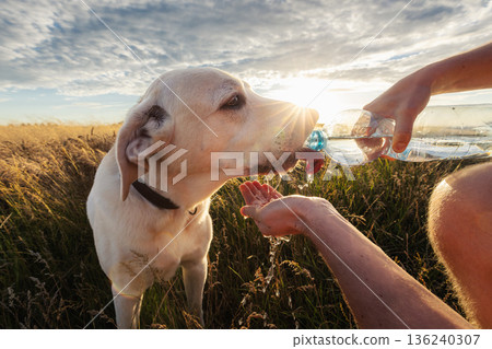 Man giving water to labrador retriever dog during sunset Man giving water to labrador retriever dog during sunset 136240307