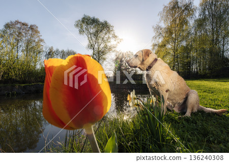 Wet labrador retriever sitting by pond with blooming tulip 136240308