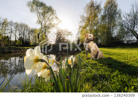 Wet labrador retriever sitting by pond with blooming narcissus 136240309