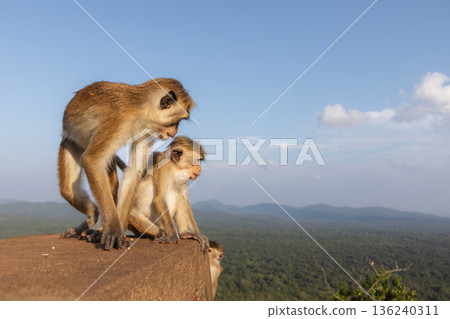 Monkey sitting on Sigiriya Rock in Sri Lanka Monkey sitting on Sigiriya Rock in Sri Lanka 136240311