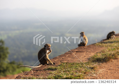 Monkey sitting on Sigiriya Rock in Sri Lanka Monkey sitting on Sigiriya Rock in Sri Lanka 136240314