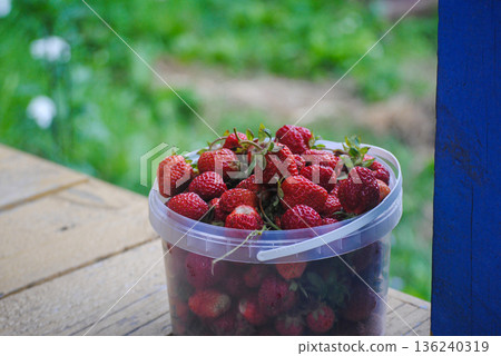 Close-up of a clear plastic bucket of freshly picked ripe strawberries on a wooden floor with bright summer greenery behind. Close-up of a clear plastic bucket of freshly picked ripe strawberries on a wooden floor with bright summer greenery behind. 136240319