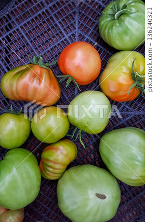The photograph showcases a crate filled with large, vibrant green, pink, and red tomatoes freshly harvested from a home greenhouse, resting on a rustic wooden floor. The photograph showcases a crate filled with large, vibrant green, pink, and red tomatoes freshly harvested from a home greenhouse, resting on a rustic wooden floor. 136240321