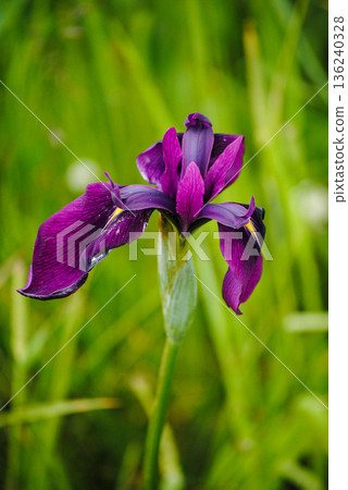The photograph features a close-up of a vibrant purple wild iris flower against a lush green meadow on the Kuril Islands. The photograph features a close-up of a vibrant purple wild iris flower against a lush green meadow on the Kuril Islands. 136240328