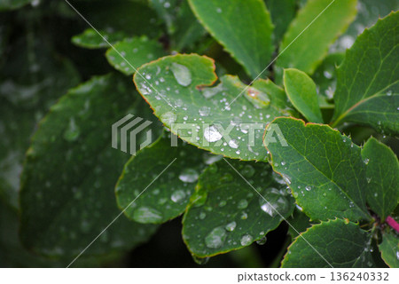 The photograph features vibrant green barberry leaves in close-up, adorned with glistening raindrops on a cloudy summer day. The photograph features vibrant green barberry leaves in close-up, adorned with glistening raindrops on a cloudy summer day. 136240332