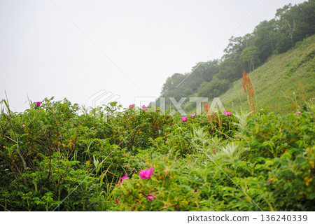 The photograph showcases lush green slopes along the coastal shores of the Kuril Islands, adorned with blooming rosehip and coniferous trees on a foggy summer day. 136240339