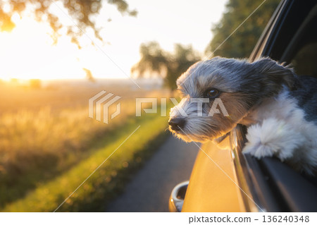 Happy small dog looks out car window enjoying warm summer trip 136240348