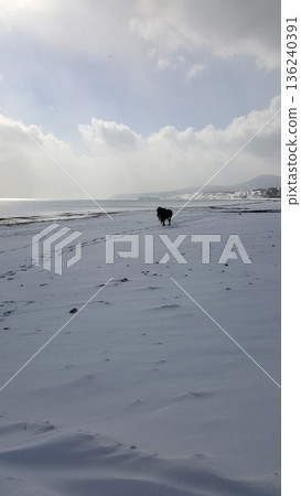 A picturesque winter scene of a snow-covered bay on the Kuril Islands, featuring horses strolling freely along the icy shoreline. A picturesque winter scene of a snow-covered bay on the Kuril Islands, featuring horses strolling freely along the icy shoreline. 136240391