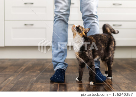 Tabby cat standing in kitchen looking up at owner Tabby cat standing in kitchen looking up at owner 136240397