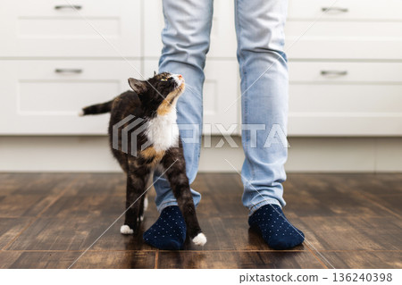 Tabby cat standing in kitchen looking up at owner Tabby cat standing in kitchen looking up at owner 136240398
