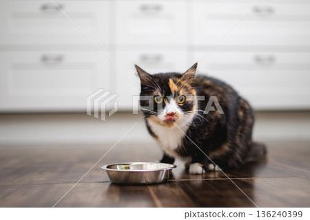 Brown cute domestic cat sitting in kitchen licking Brown cute domestic cat sitting in kitchen licking 136240399