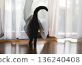 Curious black cat hiding behind curtain and peeking out of  window 136240408