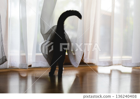 Curious black cat hiding behind curtain and peeking out of window Curious black cat hiding behind curtain and peeking out of window 136240408
