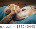 Dog lying in bed and hugging his toy 136240443