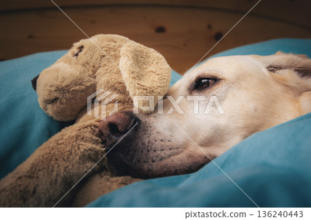 Dog lying in bed and hugging his toy Dog lying in bed and hugging his toy 136240443