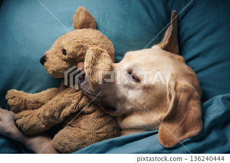 Dog lying in bed and hugging his toy 136240444