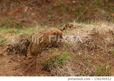 Close up of an Echidna digging for grubs in Tasmania, Australia Close up of an Echidna digging for grubs in Tasmania, Australia 136240912