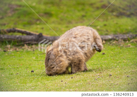 A Wombat Attempts a Handstand in Tasmania, Australia A Wombat Attempts a Handstand in Tasmania, Australia 136240913