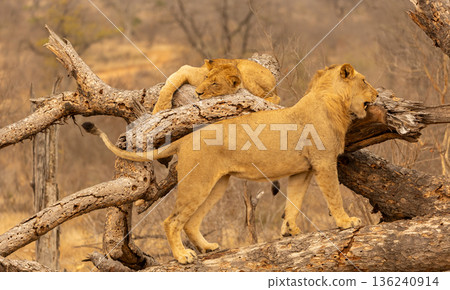 Lions Standing on a Fallen Tree in Kruger National Park, South Africa Lions Standing on a Fallen Tree in Kruger National Park, South Africa 136240914