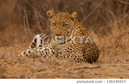 Close Up Portrait of a Male Leopard Lying Down looking at the Camera in South Africa 136240915