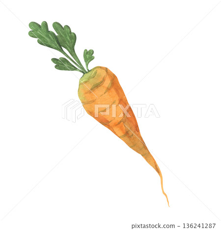 Botanical Watercolor Illustration of Carrot Botanical Watercolor Illustration of Carrot 136241287