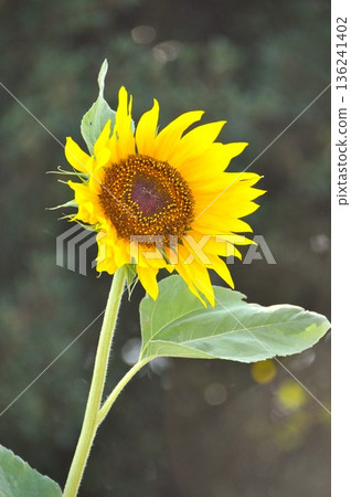 一朵巨大的黃色向日葵在夏日的天空中伸展 136241402