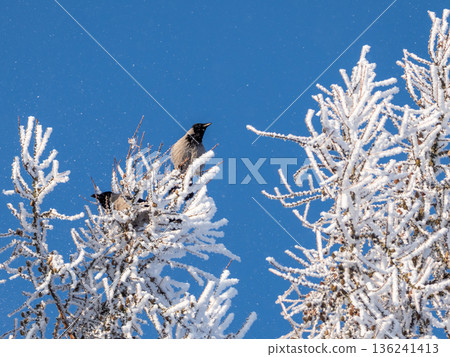 Two birds are perched on a tree branch covered in snow Two birds are perched on a tree branch covered in snow 136241413