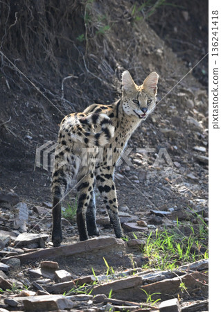 Serval stands on rocky ground watching camera Serval stands on rocky ground watching camera 136241418