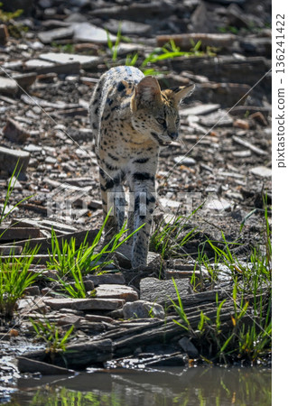 Serval walks backlit over rocks towards river Serval walks backlit over rocks towards river 136241422