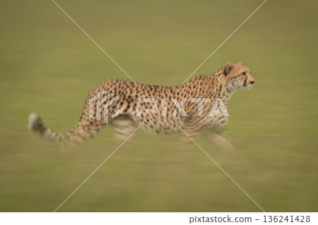 Slow pan of female cheetah on grass Slow pan of female cheetah on grass 136241428