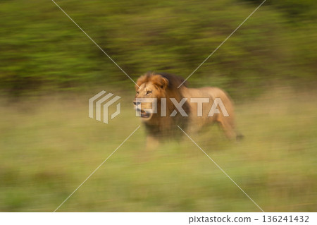 Slow pan of male lion passing bushes Slow pan of male lion passing bushes 136241432