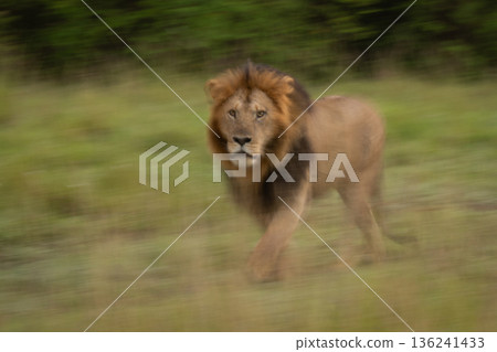 Slow pan of male lion walking by 136241433
