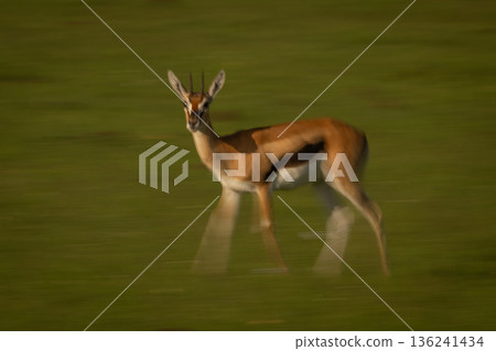 Slow pan of Thomson gazelle crossing savanna 136241434