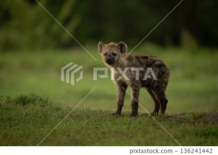 Spotted hyena cub standing on short grass 136241442