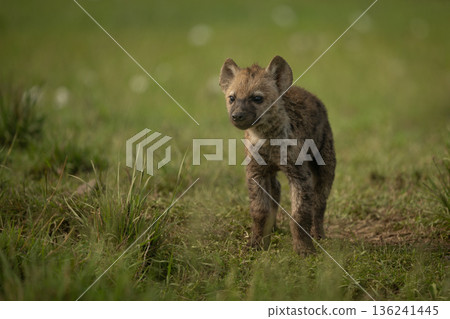 Spotted hyena cub stands facing towards camera Spotted hyena cub stands facing towards camera 136241445