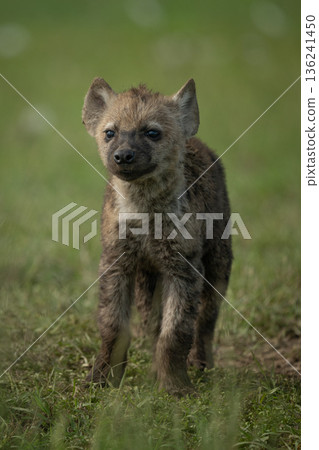 Spotted hyena cub stands looking towards camera 136241450